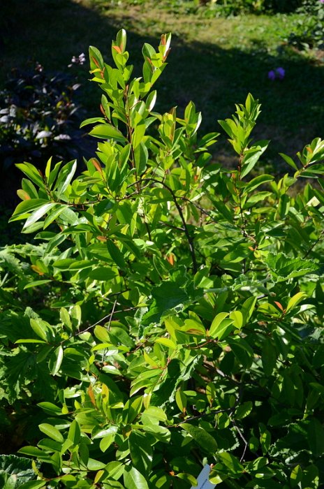 Prunus subcorymbosa